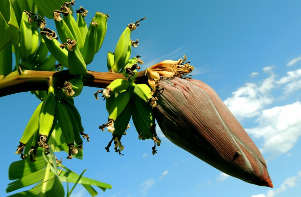 banana flower